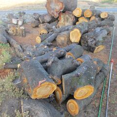 日時限定:大量入荷11/19(詳細本文記載) 桜 / 広葉樹 ・積めるだけどうぞ!の画像