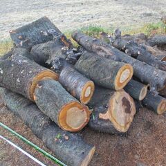 日時限定:大量入荷11/19(詳細本文記載) 桜 / 広葉樹 ・積めるだけどうぞ!の画像