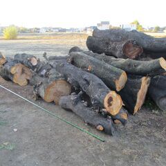 日時限定:大量入荷11/19(詳細本文記載) 桜 / 広葉樹 ・積めるだけどうぞ!の画像