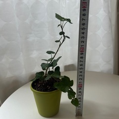 観葉植物　アイビー　の画像