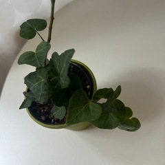 観葉植物　アイビー　の画像