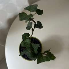 観葉植物　アイビー　の画像