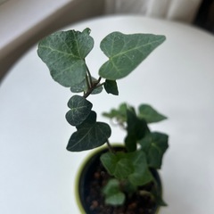 観葉植物　アイビー　の画像