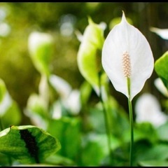 スパティフィラム　鉢ごと　引き取り限定の画像