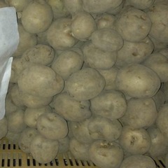 ジャガイモの画像
