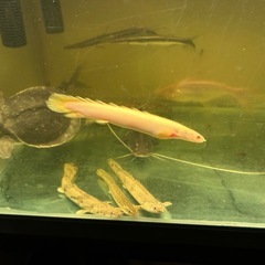 ピライーバ2匹の画像