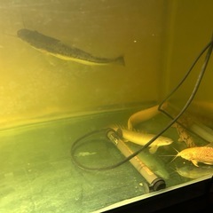 ピライーバ2匹の画像