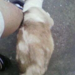 ハヤブサリンタ