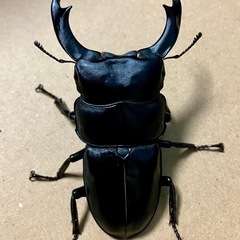 シェンクリングオオクワガタ　77×44 同血統♂♀の画像
