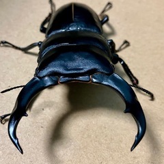シェンクリングオオクワガタ　77×44 同血統♂♀の画像