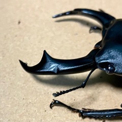シェンクリングオオクワガタ　77×44 同血統♂♀の画像