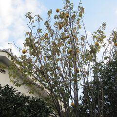 【商談中】かりん　大量の画像