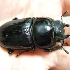 京都府産オオクワガタ F2 ♀49.3ミリの画像