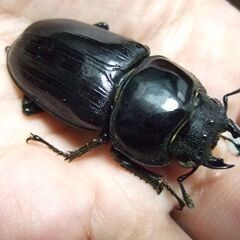 京都府産オオクワガタ F2 ♀49.3ミリの画像