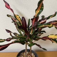 観葉植物　3鉢セットの画像