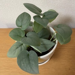 観葉植物　3鉢セットの画像