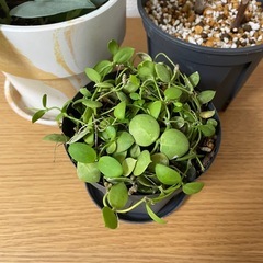 観葉植物　3鉢セットの画像