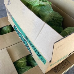 キャベツ10入り¥972の画像