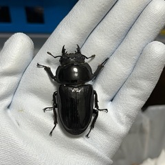 【受付中】国産オオクワガタ②(能勢SR) 成虫ペアの画像