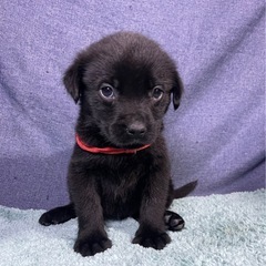 ✨8頭兄弟✨❤️可愛いクマみたいなラブロットの子犬❤️