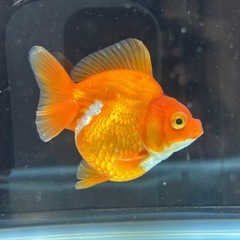 ショートテール琉金 2匹の画像