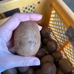 キウイフルーツ　国産　無農薬　一個〜の画像