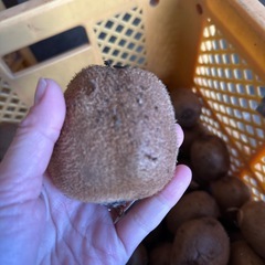 キウイフルーツ　国産　無農薬　一個〜の画像