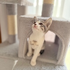 ふわふわの小さな天使。優しいご家族を待っています。