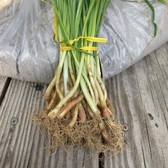 玉ねぎ苗　50本以上
+おまけの草木灰ですの画像