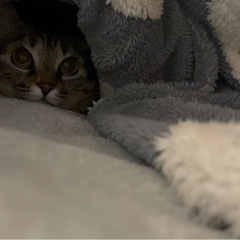 柚子を売ってくださる方