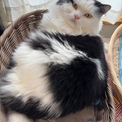 【4歳5ヶ月オス猫】パンちゃん