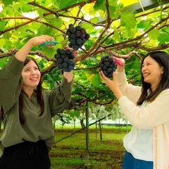 野菜作り　農業してます（助けてください） 