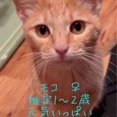 茶トラ♀ モコちゃん　1〜2才　甘えん坊　人馴れ進んでます