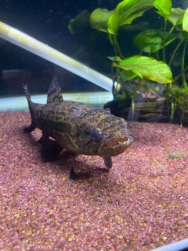 熱帯魚　
ブラックタライロン