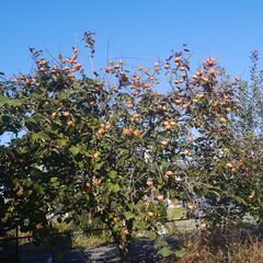 今が旬の次郎柿です。１個4０円です（何個購入でもOK）の画像