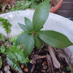 どんぐりの苗木あげます