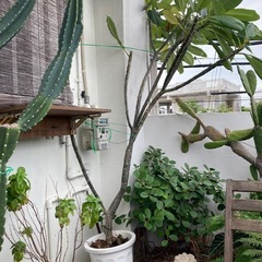 モンステラとプルメリア大型サイズの画像