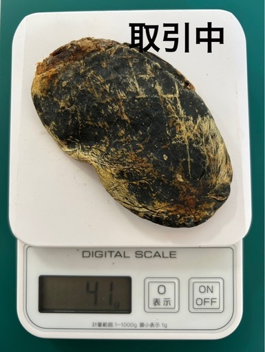 【取引中】ツキノワグマ　熊の胆のう