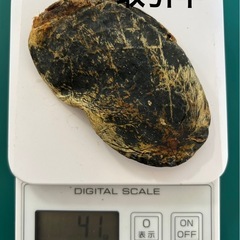 【取引中】ツキノワグマ　熊の胆のうの画像