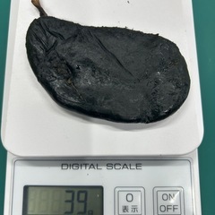 【取引中】ツキノワグマ　熊の胆のうの画像