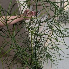 ミルクブッシュの画像