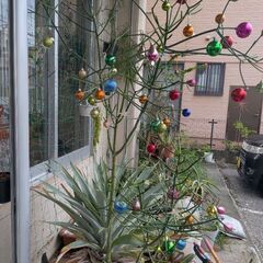 ミルクブッシュの画像