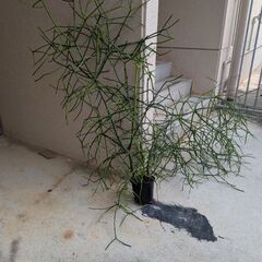 ミルクブッシュの画像