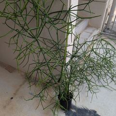 ミルクブッシュの画像