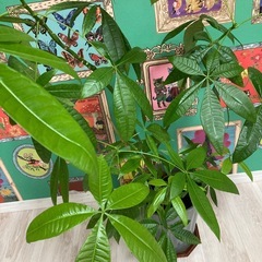 パキラ　観葉植物の画像