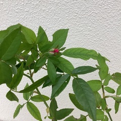 チャイナローズ(庚申バラ)の画像