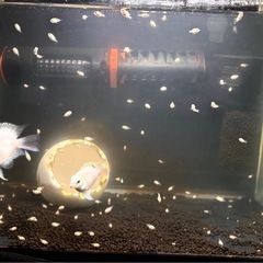 熱帯魚プラチナパロット　親と稚魚の画像