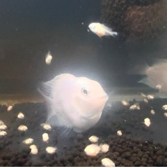 熱帯魚プラチナパロット　親と稚魚の画像