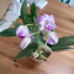 ミニデンファレの画像