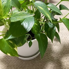 観葉植物の画像